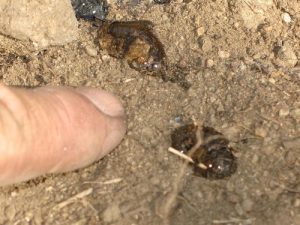 emergency water damage service