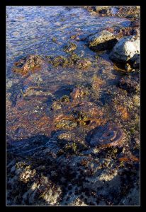 fire and water damage companies