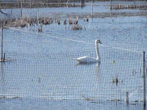 water cleanup restoration